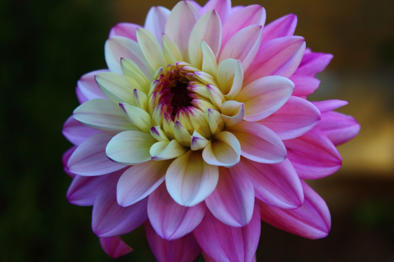 Canon EOS 1200D (EOS Rebel T5 / EOS Kiss X70 / EOS Hi) sample photo. Flower, floral, chrysanthemum photography