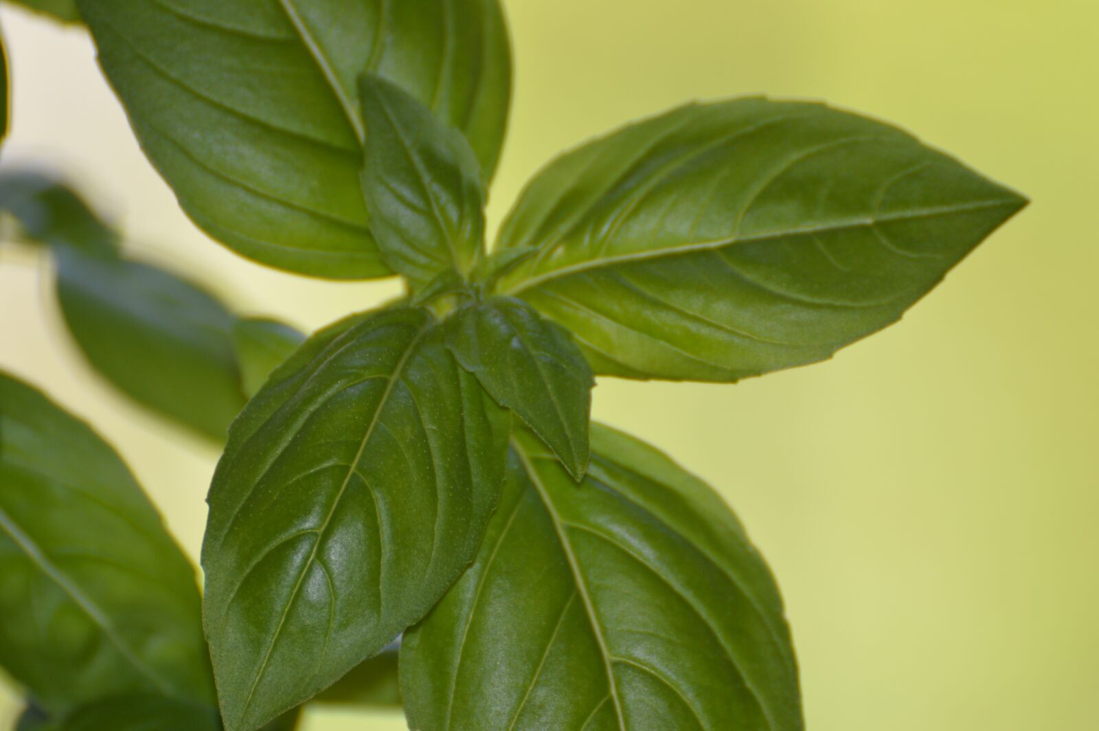 Nikon D3200 sample photo. Basil, summer, garden photography