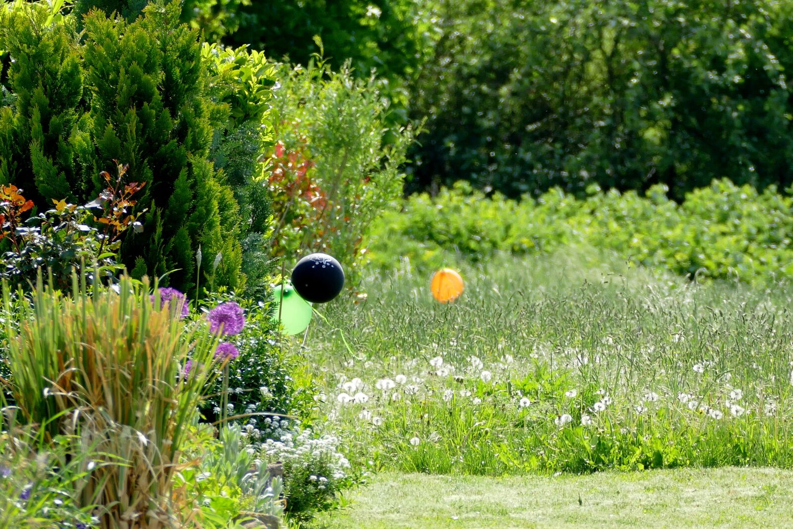 Panasonic Lumix DMC-FZ1000 sample photo. Summer, summer meadow, flower photography