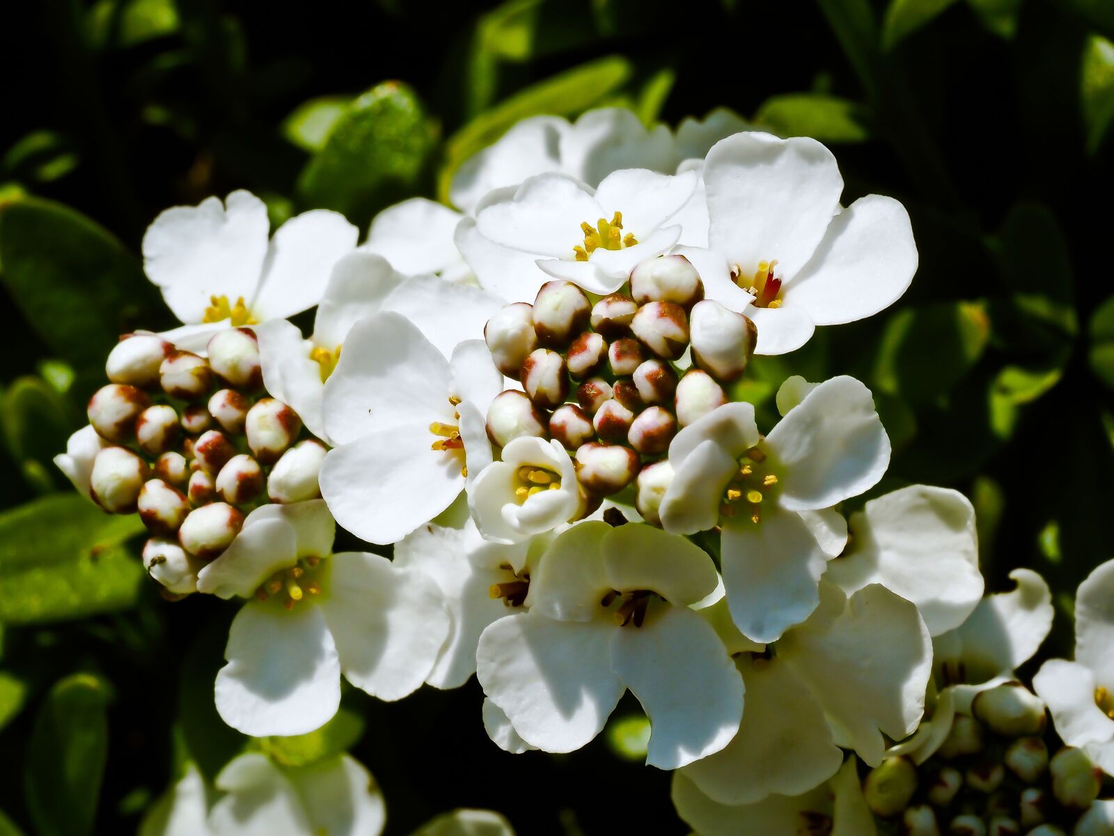 Olympus OM-D E-M10 sample photo. Candytuft, flower, white photography
