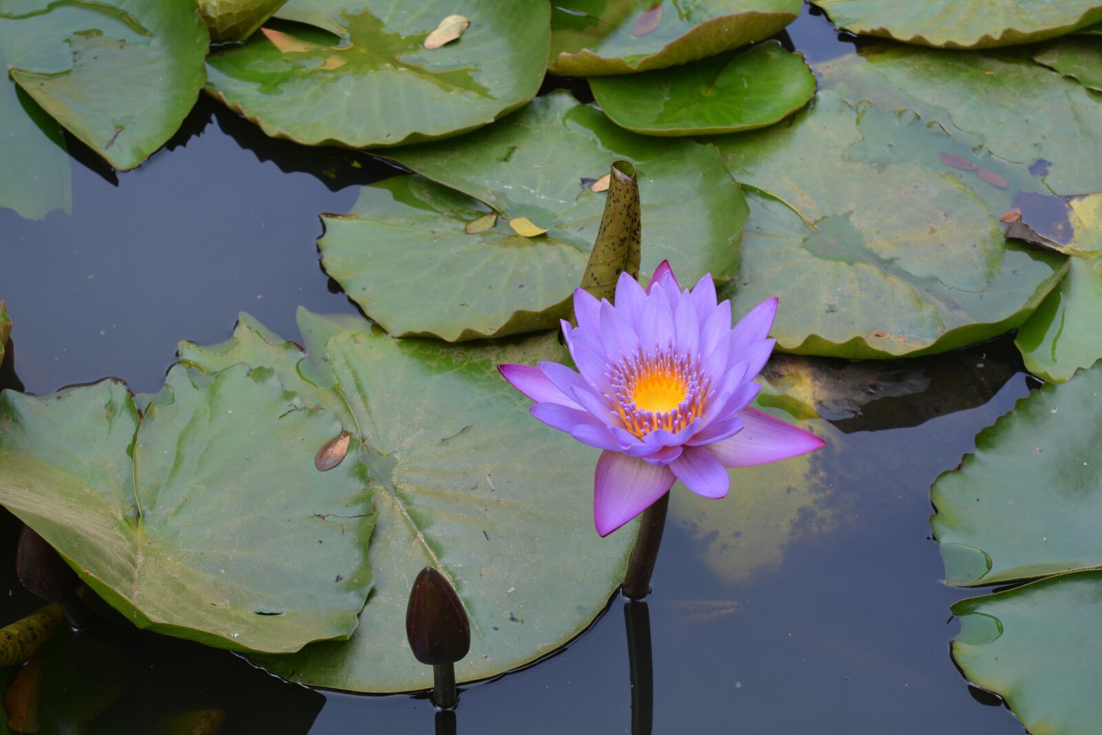 Nikon D5200 sample photo. Water lily, lily pads photography