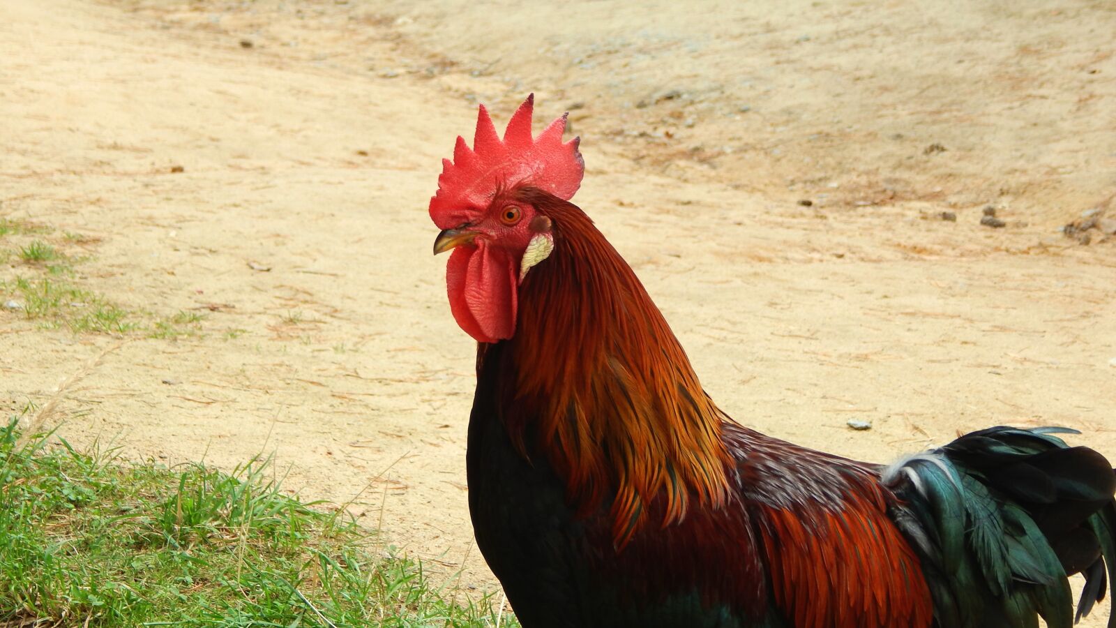 Nikon Coolpix L830 sample photo. Cock, animal, feather photography