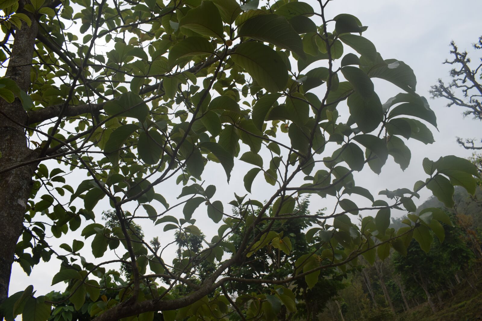 Nikon D5300 sample photo. Tree leaf, animal food photography