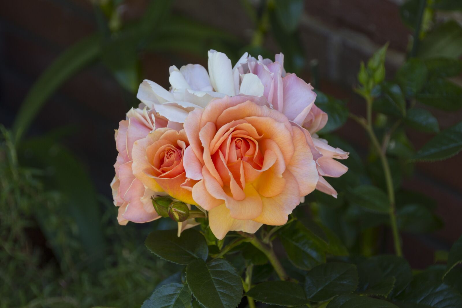 Canon EOS 60D sample photo. Rose, nature, rose bloom photography