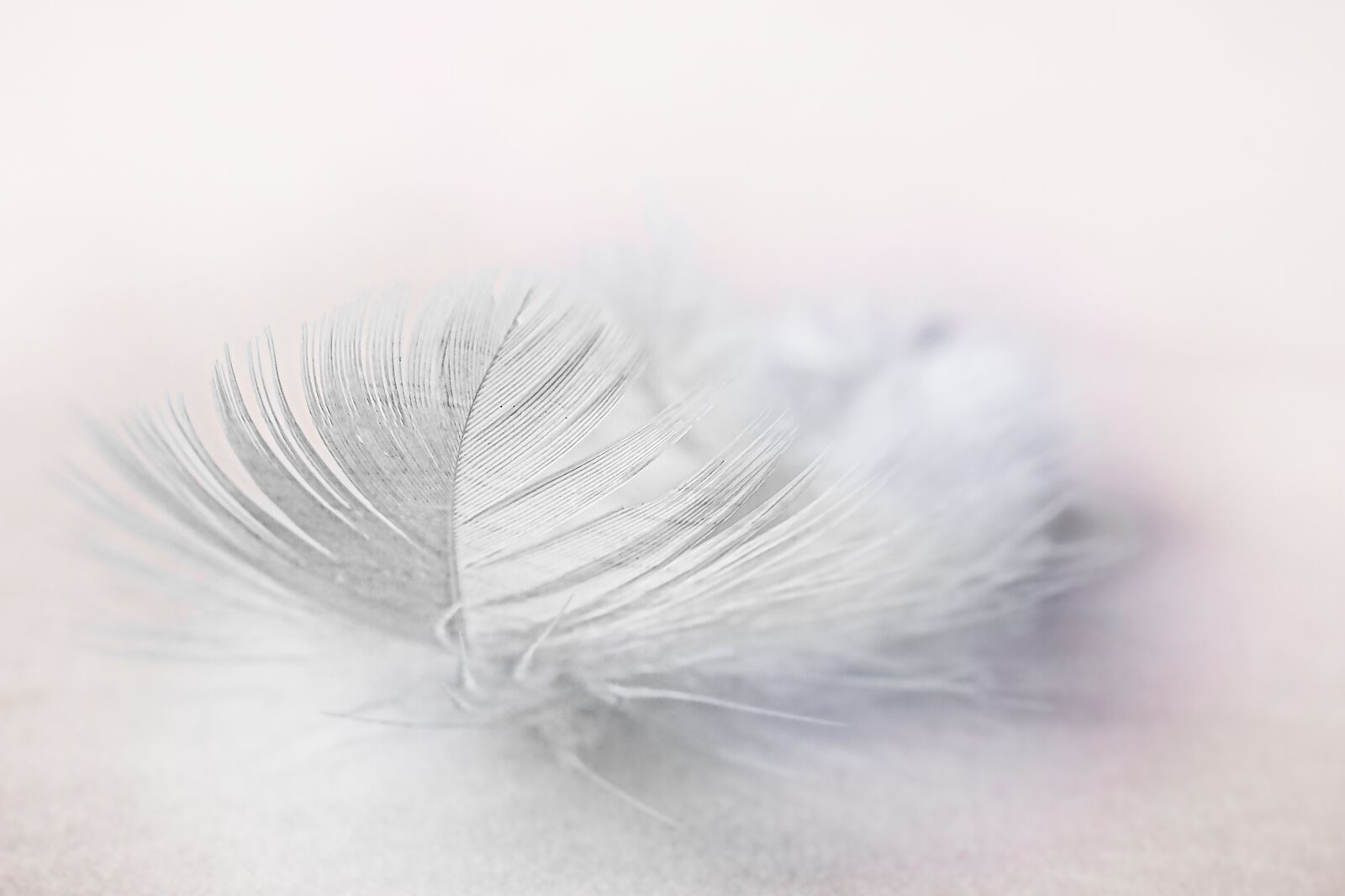 Canon EOS 7D sample photo. Feather, white, slightly photography