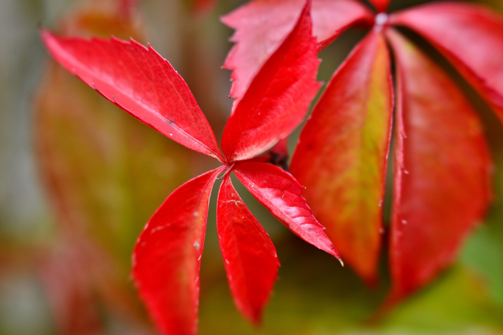 Nikon D600 sample photo. Blue berry, sheet, autumn photography