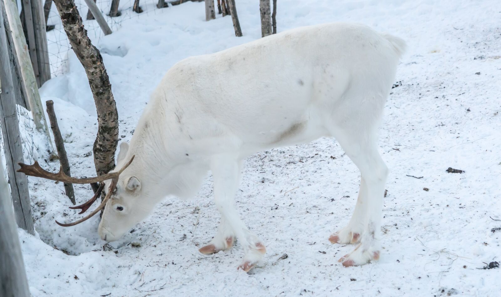 Sony a7R II + Sony FE 24-240mm F3.5-6.3 OSS sample photo. Reindeer, white, antlers photography