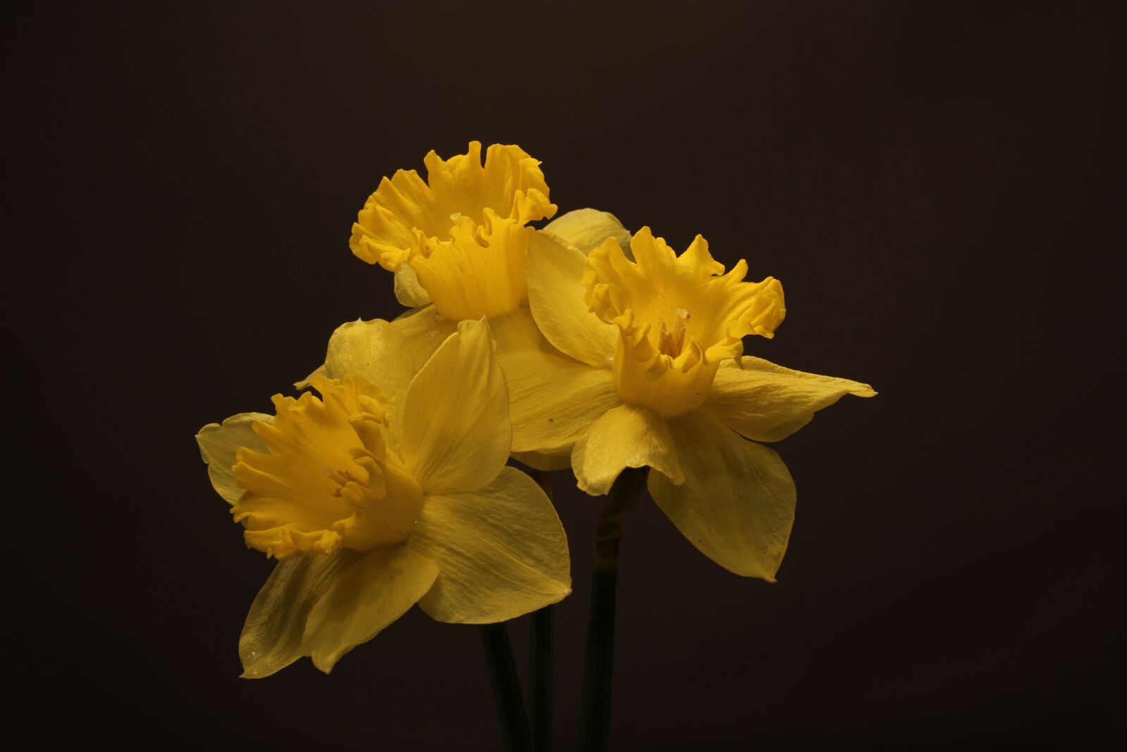 Canon EOS 100D (EOS Rebel SL1 / EOS Kiss X7) sample photo. Daffodils, flowers, blossoms photography