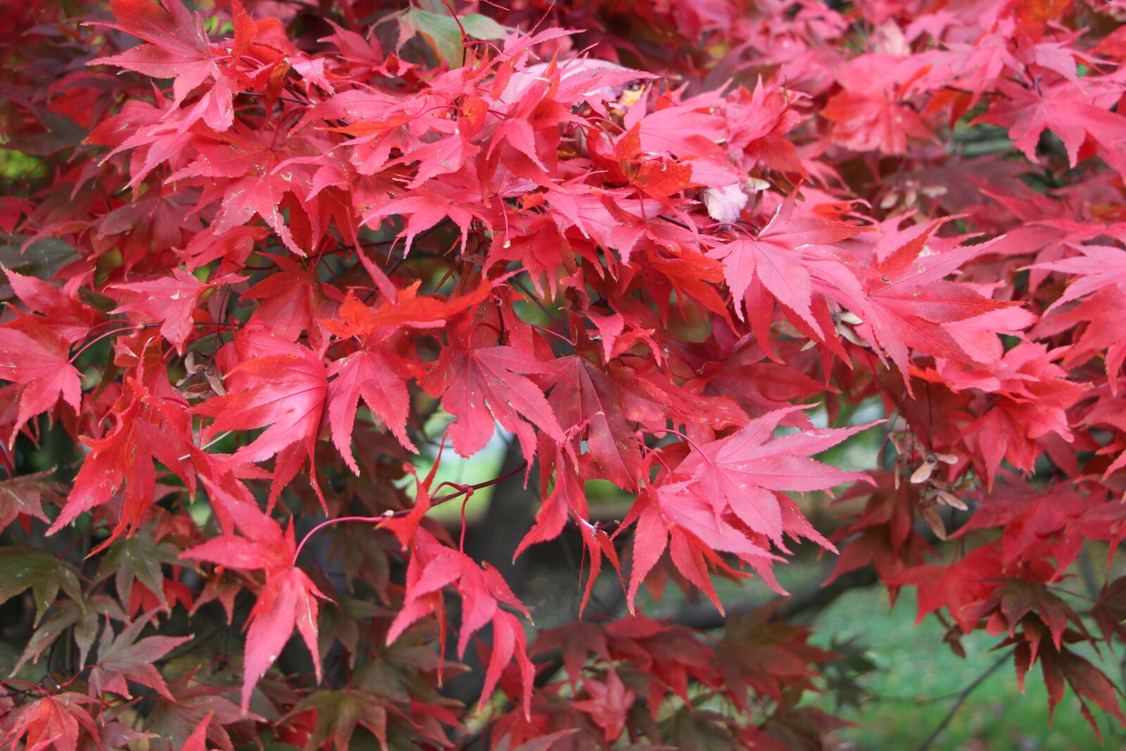 Canon EOS 700D (EOS Rebel T5i / EOS Kiss X7i) sample photo. Leaves, autumn, red photography