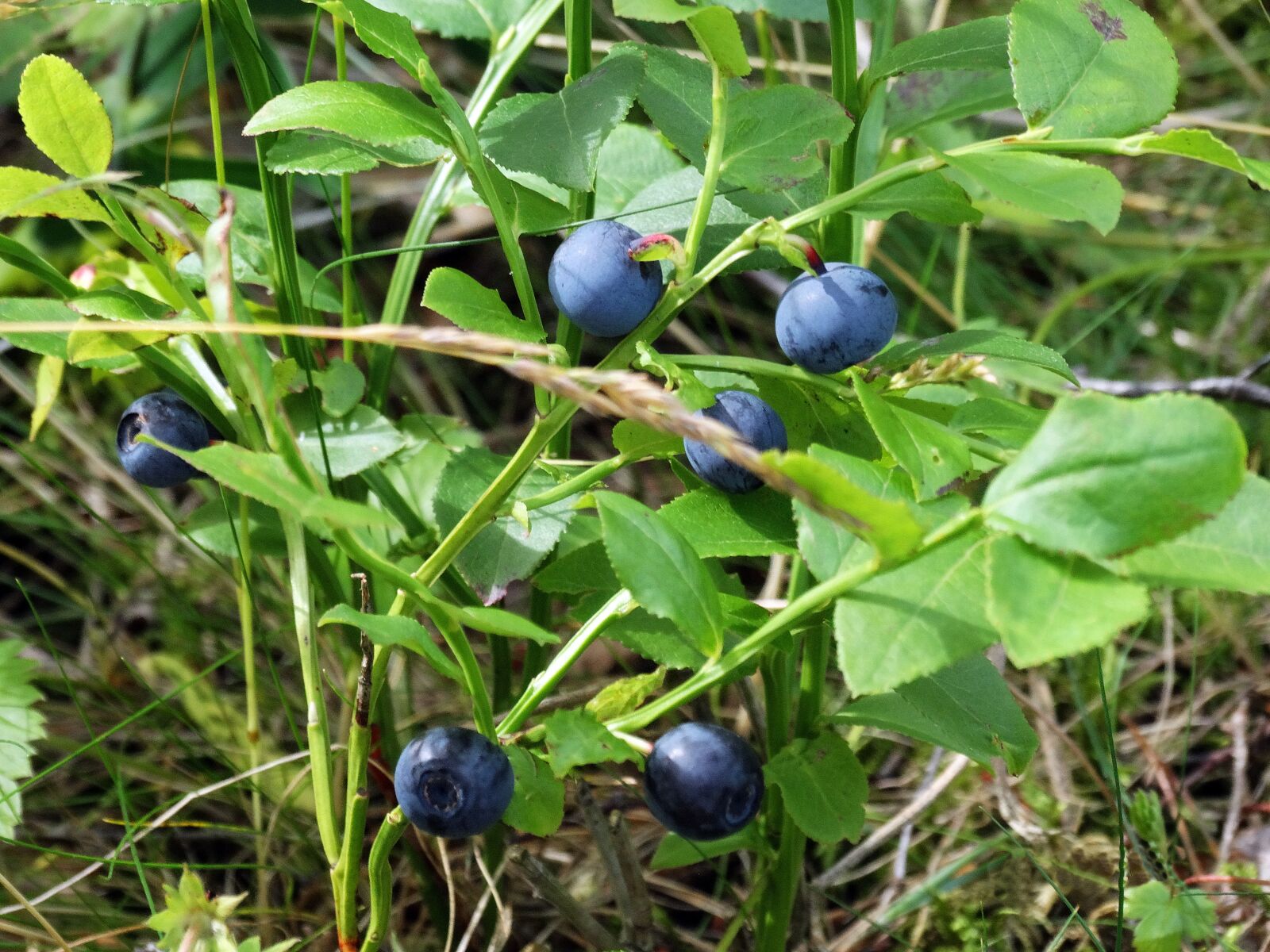 Sony Cyber-shot DSC-HX300 sample photo. Blueberries, sprigs, nature photography