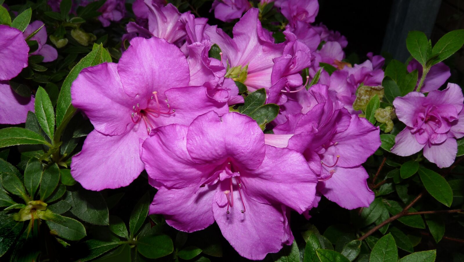 Panasonic Lumix DMC-FZ28 sample photo. Purple, flowers, azaleas photography