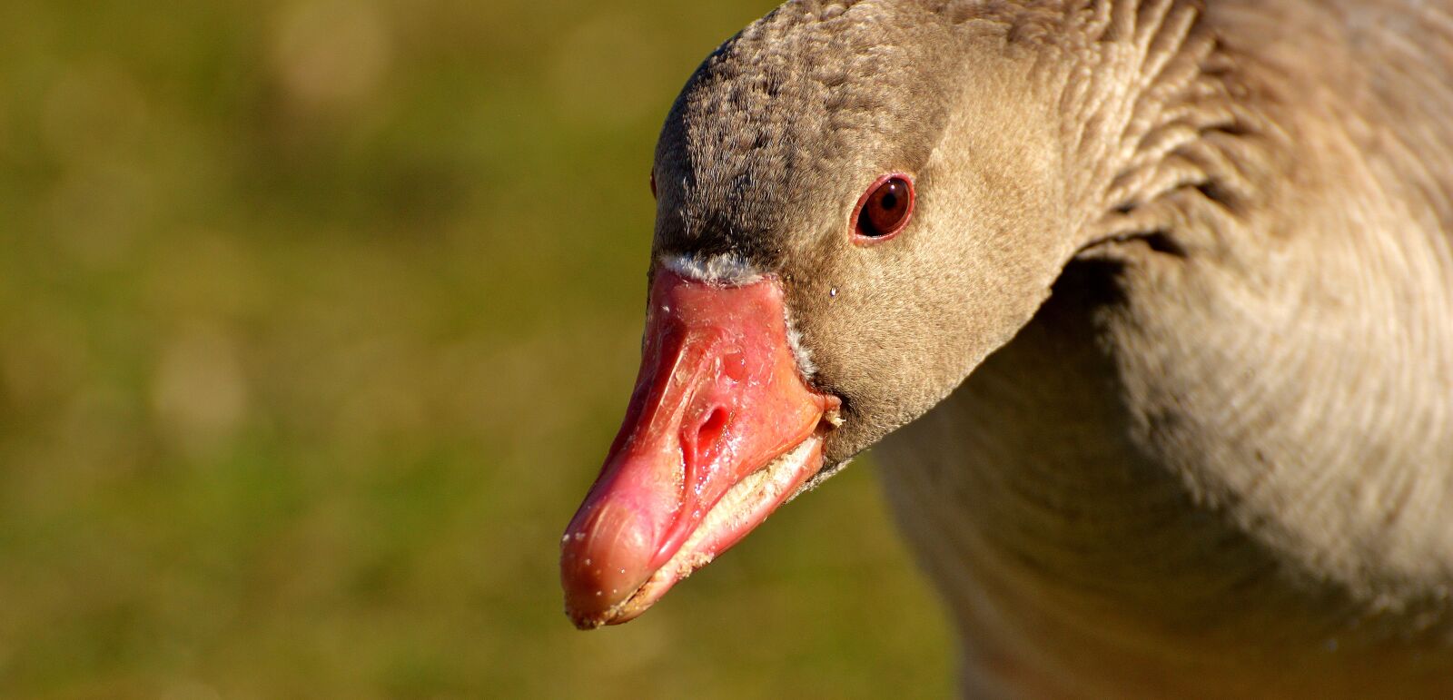 Nikon D3200 sample photo. Goose, water bird, animal photography