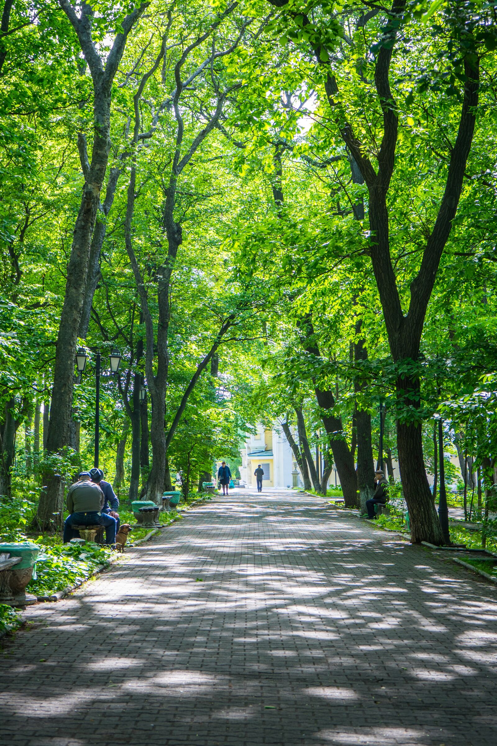 Sony a7 II + Sony FE 28-70mm F3.5-5.6 OSS sample photo. Park, tree, green photography