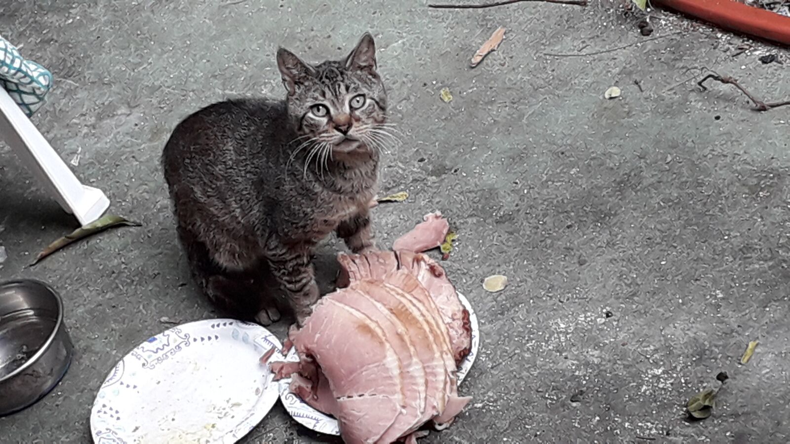 Samsung Galaxy J4 sample photo. Cat, hungry cat, cat photography