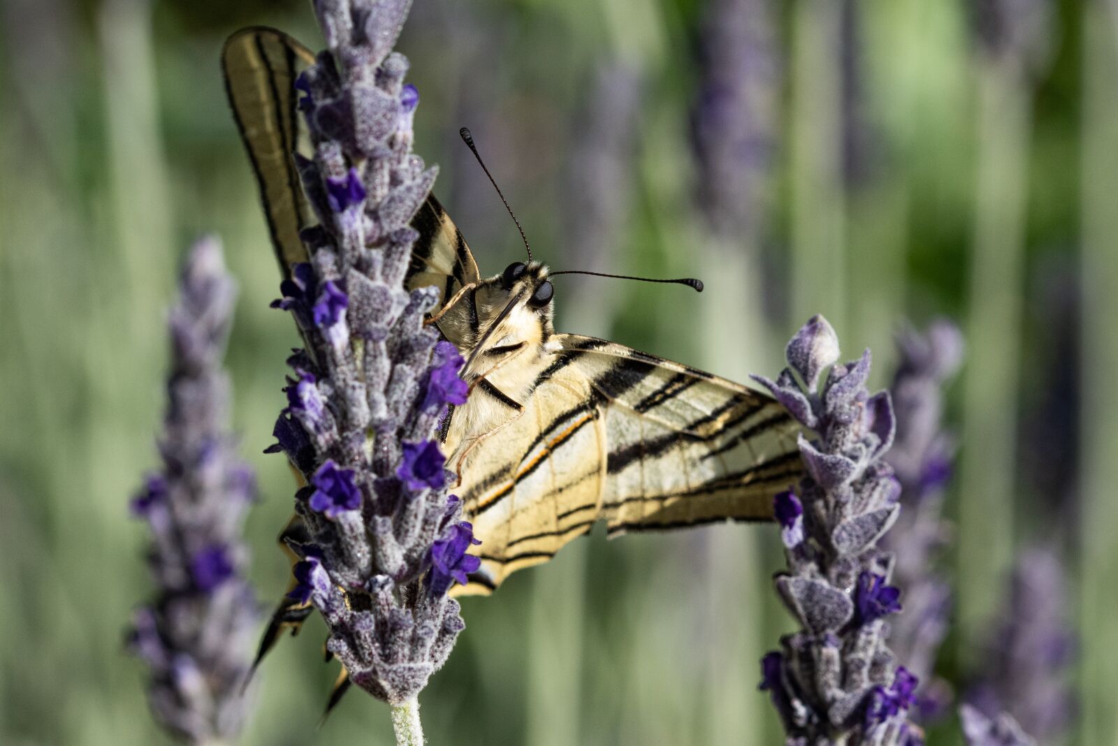 Nikon D810 sample photo. Butterfly, swallowtail, insect photography