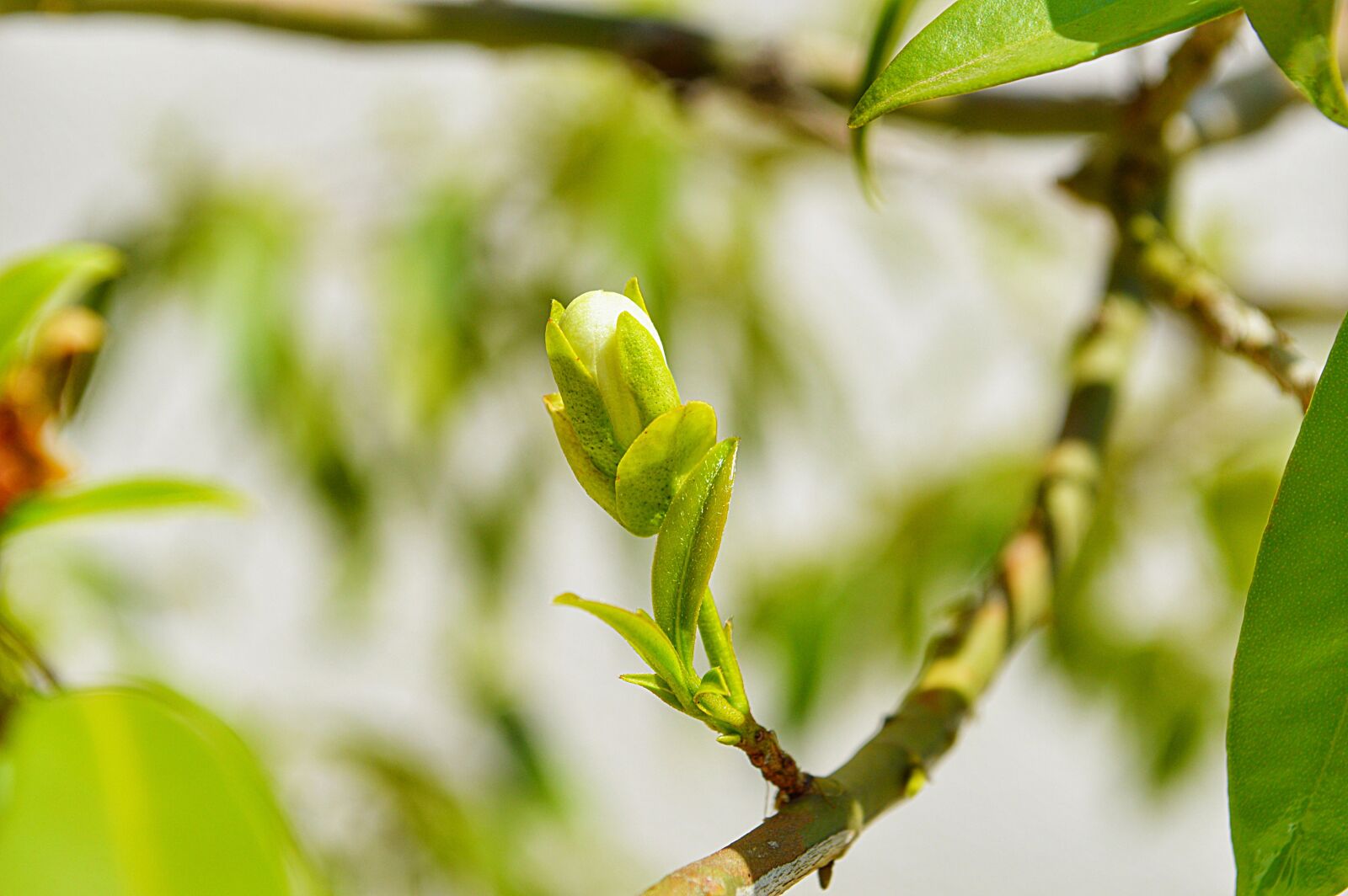 Nikon D3200 sample photo. Bud, flying, tree photography