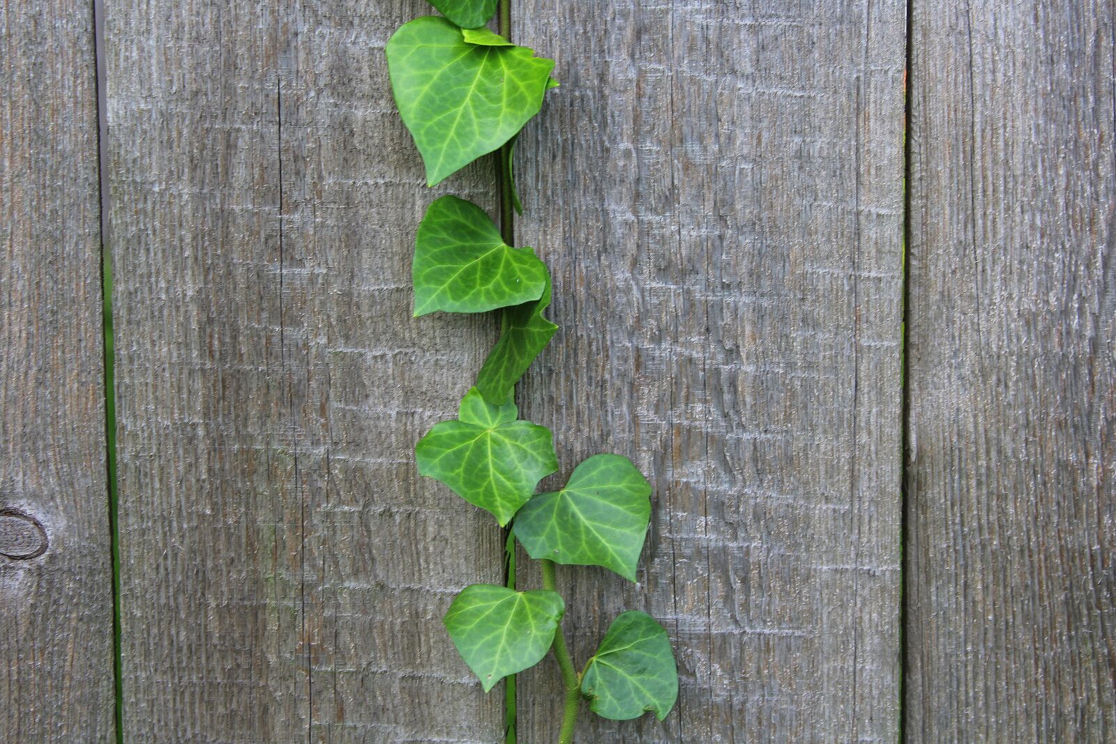 Canon EOS 1200D (EOS Rebel T5 / EOS Kiss X70 / EOS Hi) sample photo. Ivy, creeper, plant photography