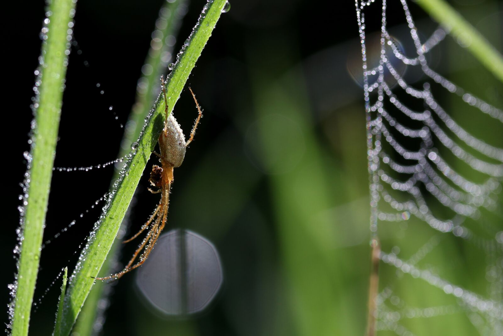 Canon EF-S 60mm F2.8 Macro USM sample photo. Spider, wet, spider web photography