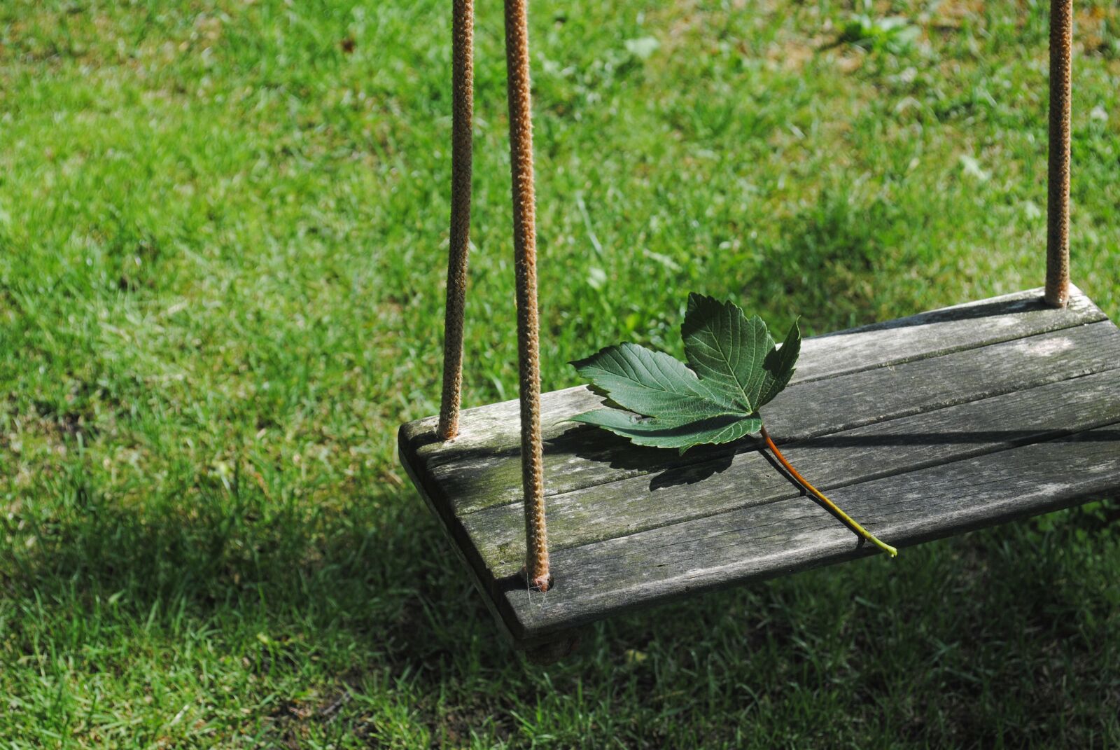 Nikon D3000 sample photo. Leaf, swing, garden photography