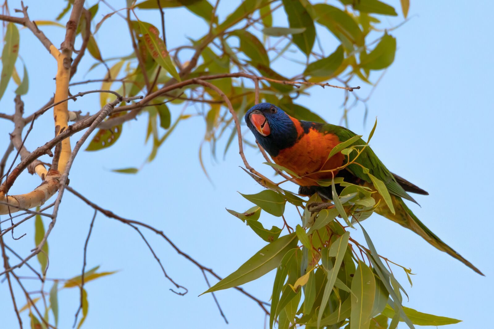 Canon EOS 80D sample photo. Birds, lorikeet, wildlife photography