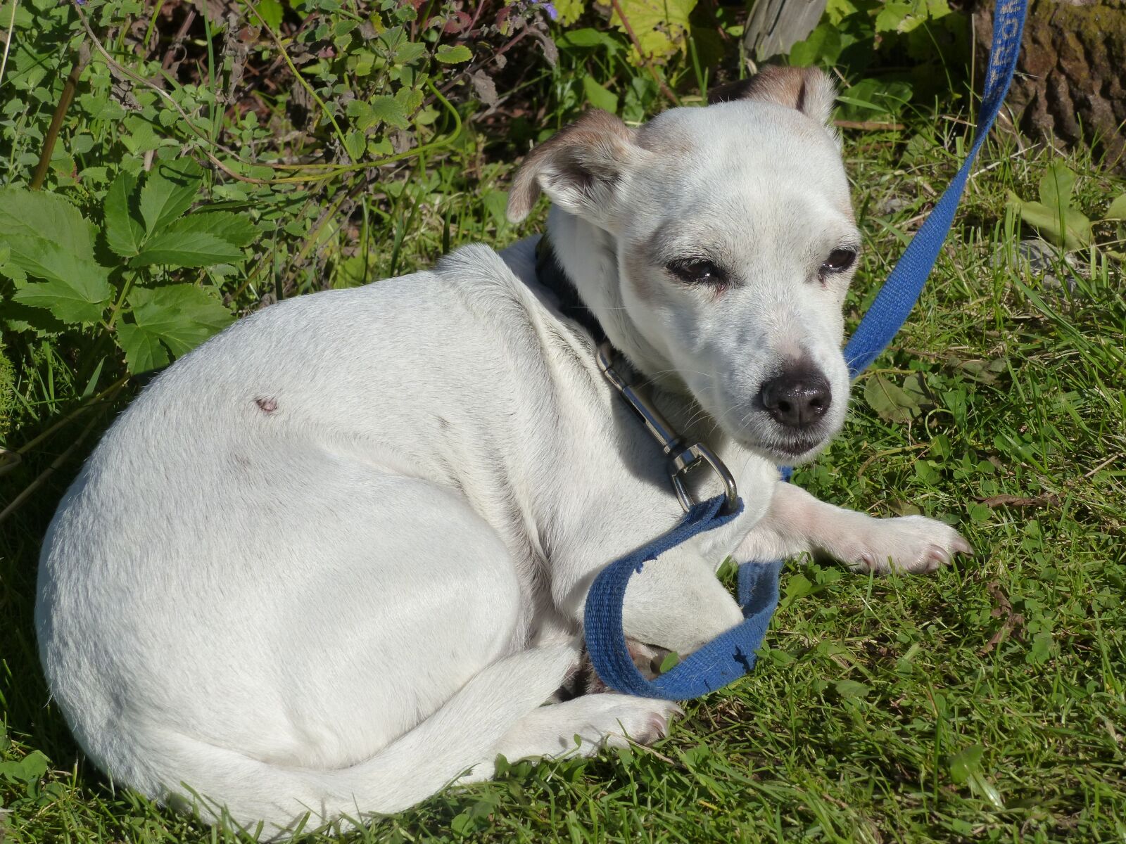 Panasonic Lumix DMC-FZ200 sample photo. Dog, leash, grass photography