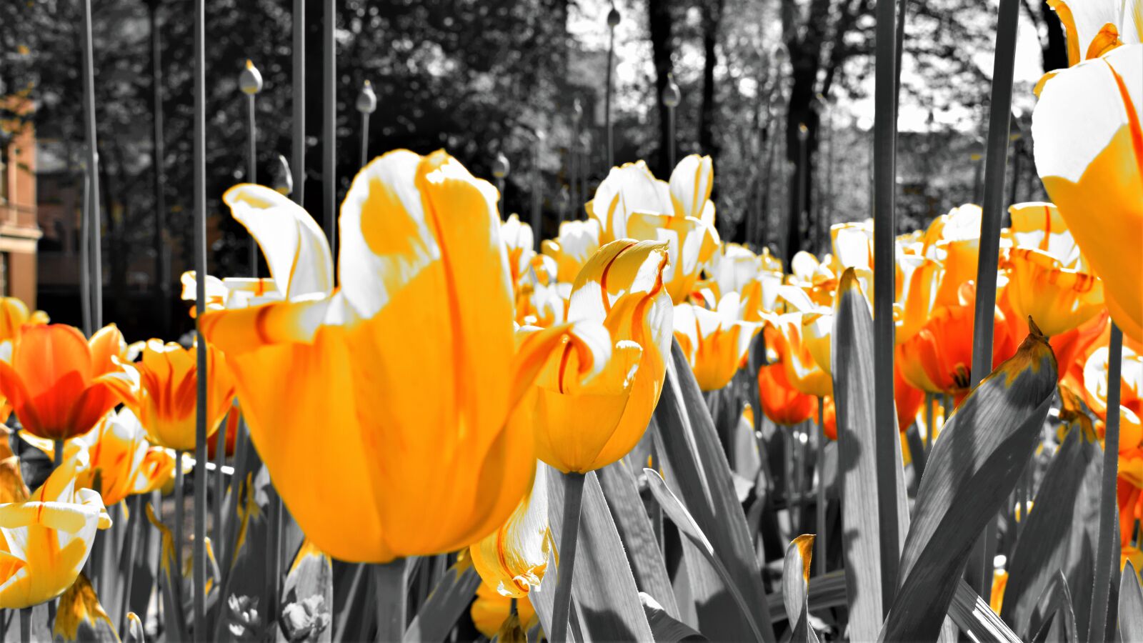 Nikon D3300 sample photo. Tulip, orange, flower photography