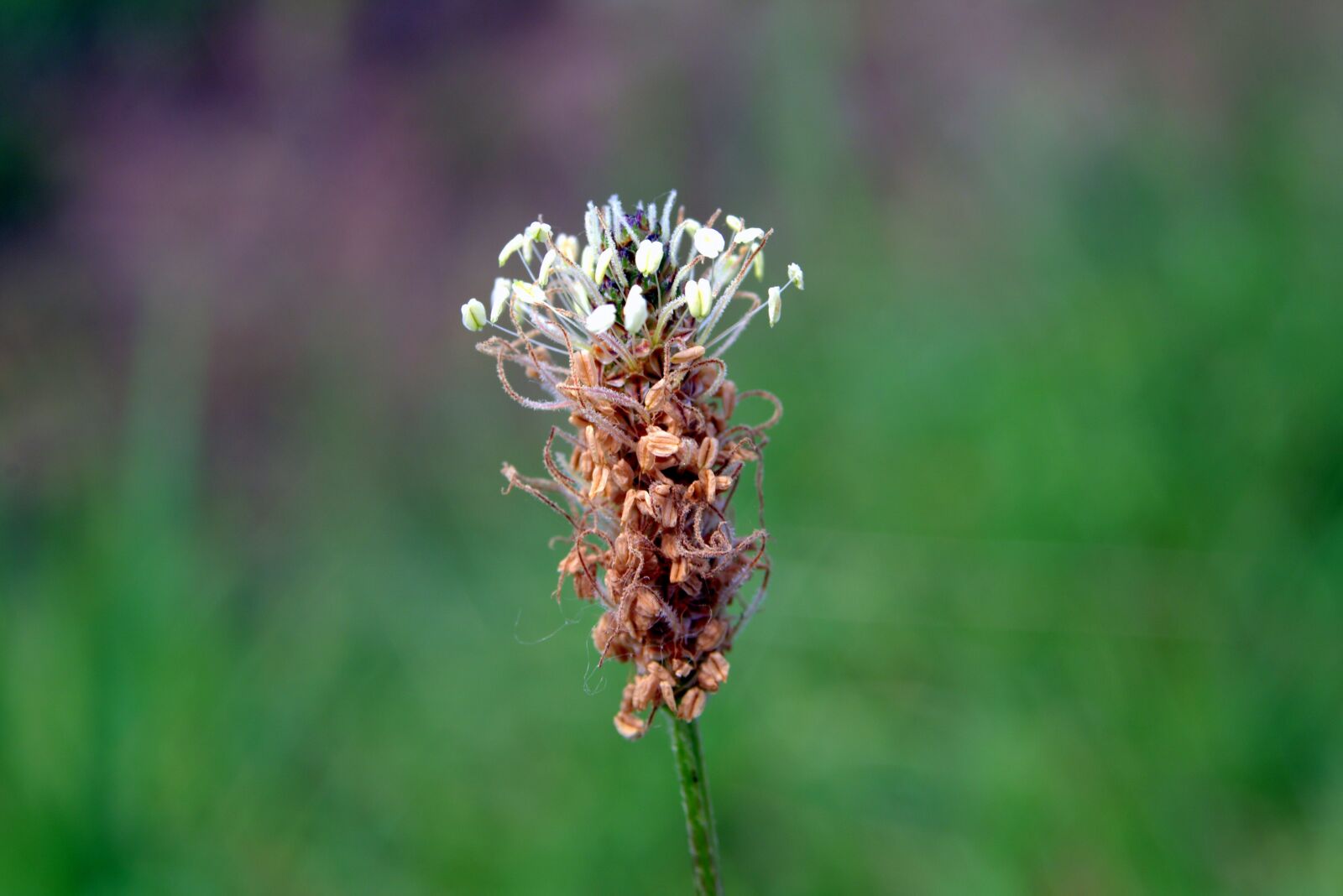 Pentax K-S2 sample photo. Narrow-leaved plantain, flower, plant photography
