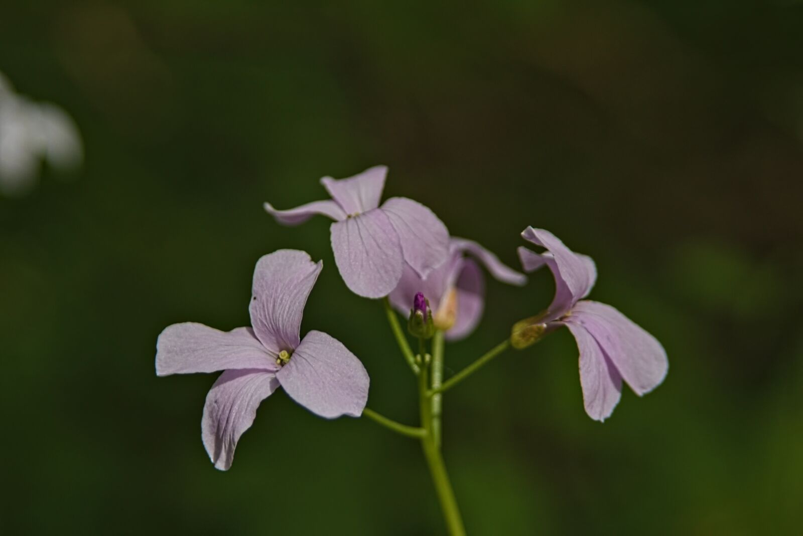 Canon EOS 650D (EOS Rebel T4i / EOS Kiss X6i) sample photo. Macro, flower, petal photography