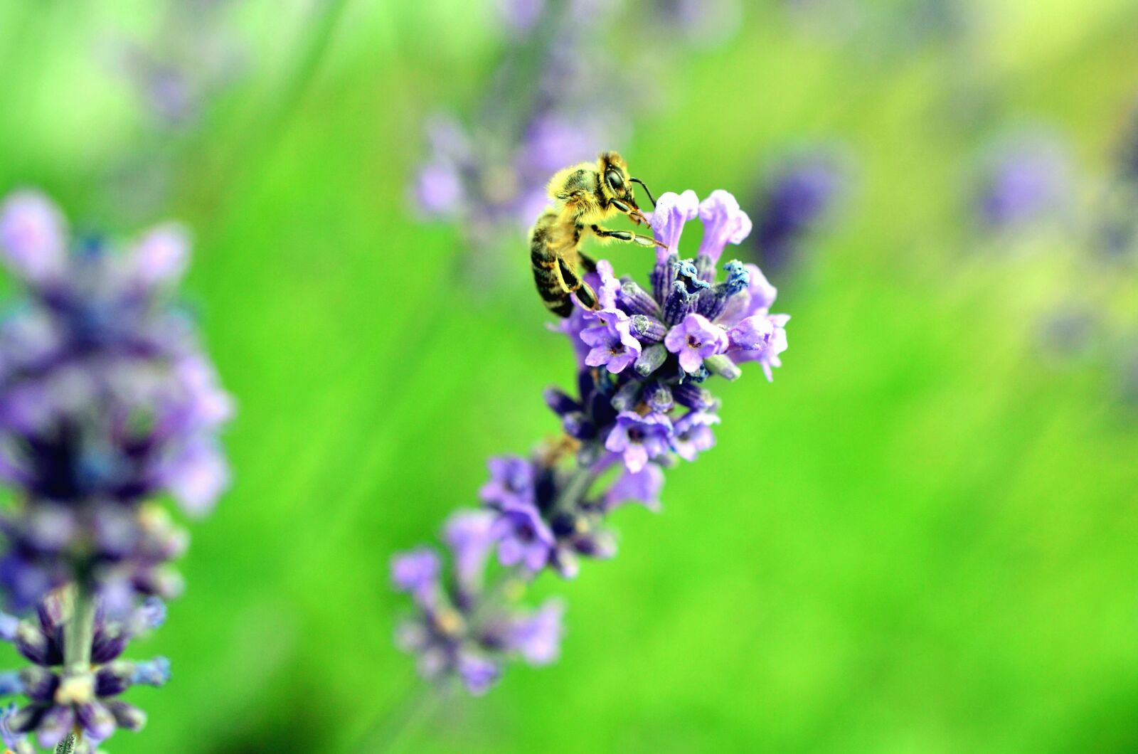 Nikon D5100 sample photo. Flower, bee, honey, pollination photography