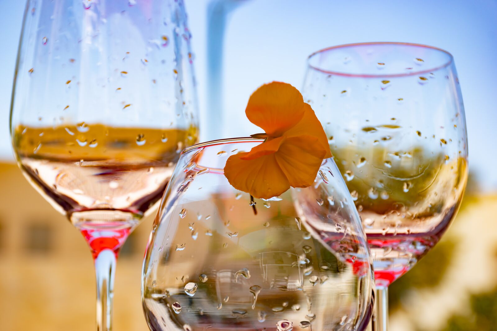 Nikon D5600 sample photo. Wine glasses, empty glasses photography