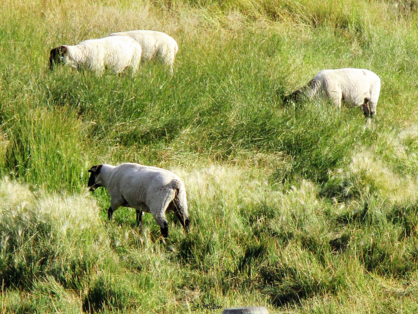 Canon PowerShot ELPH 180 (IXUS 175 / IXY 180) sample photo. Sheep, grazing, animal photography