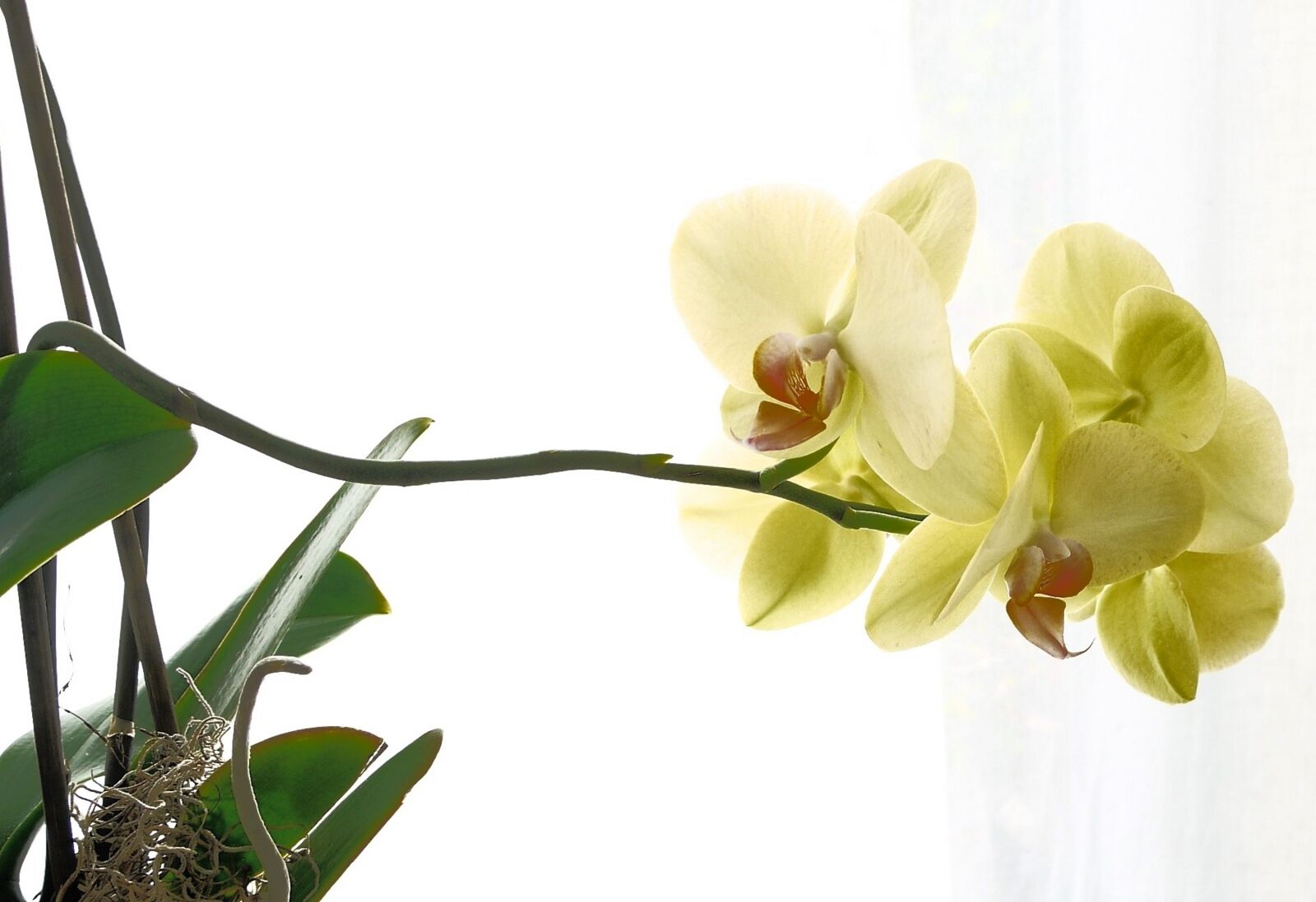 Panasonic Lumix DMC-G1 sample photo. Orchid, beautiful, yellow photography