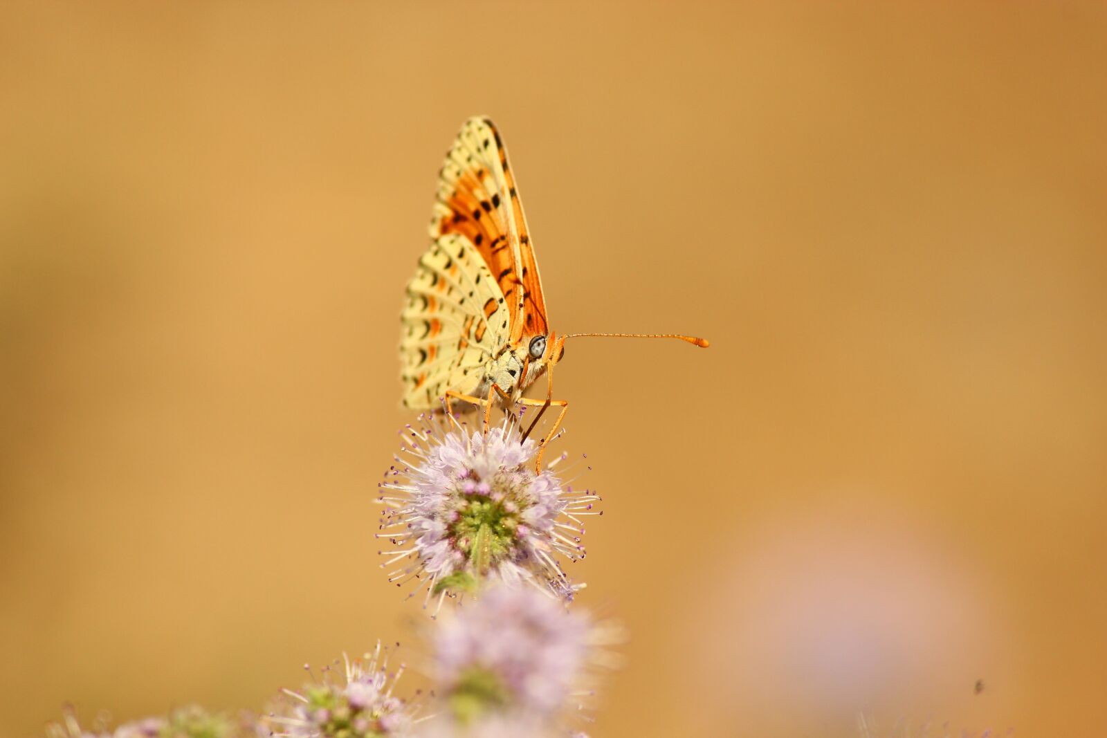 Canon EF-S 55-250mm F4-5.6 IS II sample photo. Butterfly, flower, insect photography