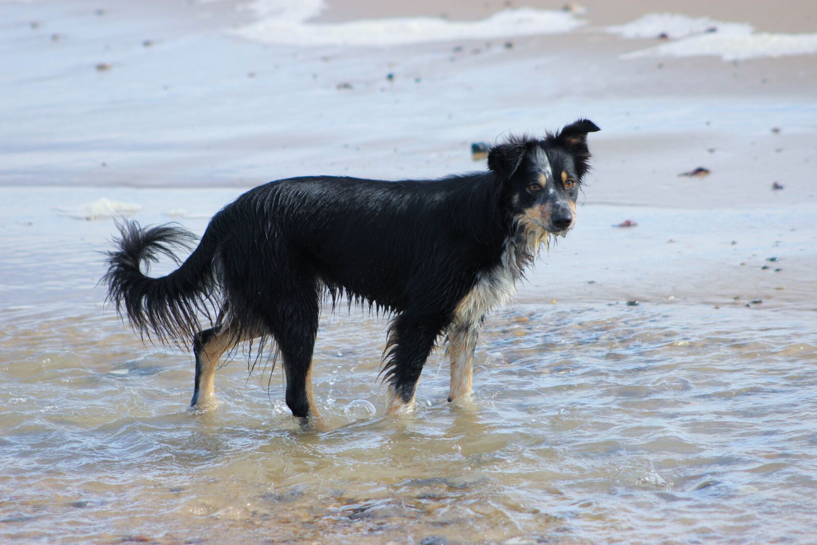 Canon EOS 600D (Rebel EOS T3i / EOS Kiss X5) sample photo. Border collie, sea, beach photography