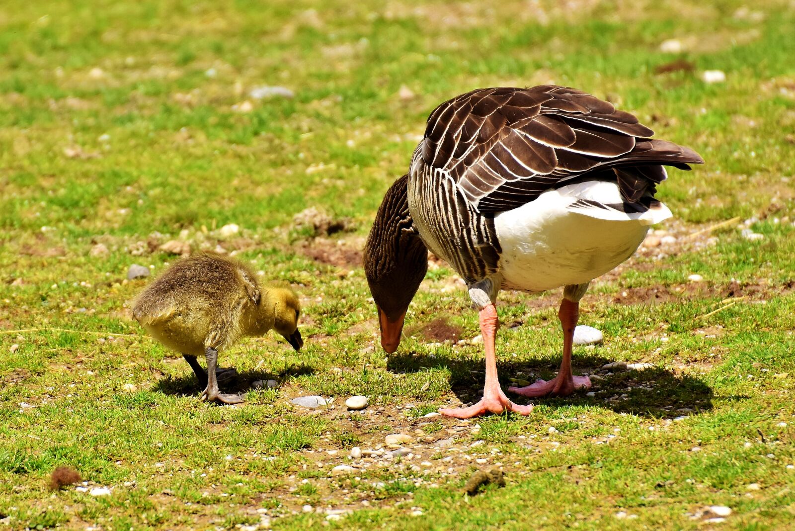 Nikon D7200 sample photo. Goose, goslings, young bird photography