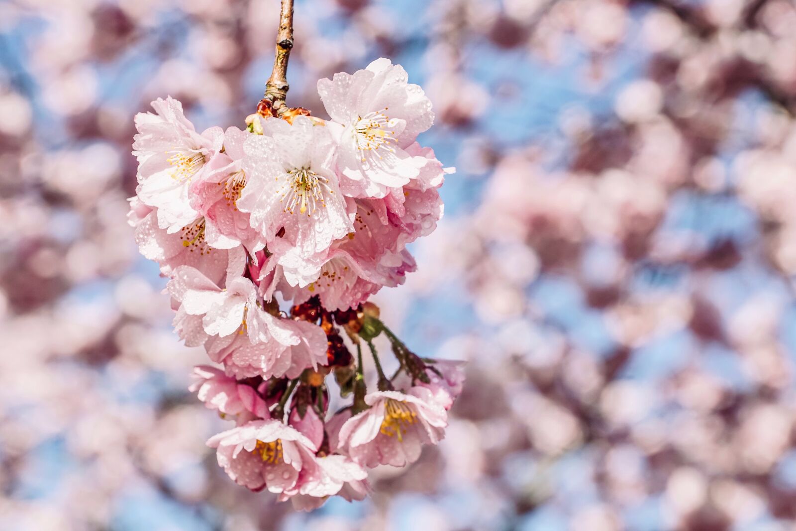 Sony DT 18-135mm F3.5-5.6 SAM sample photo. Cherry blossoms, petals, nature photography