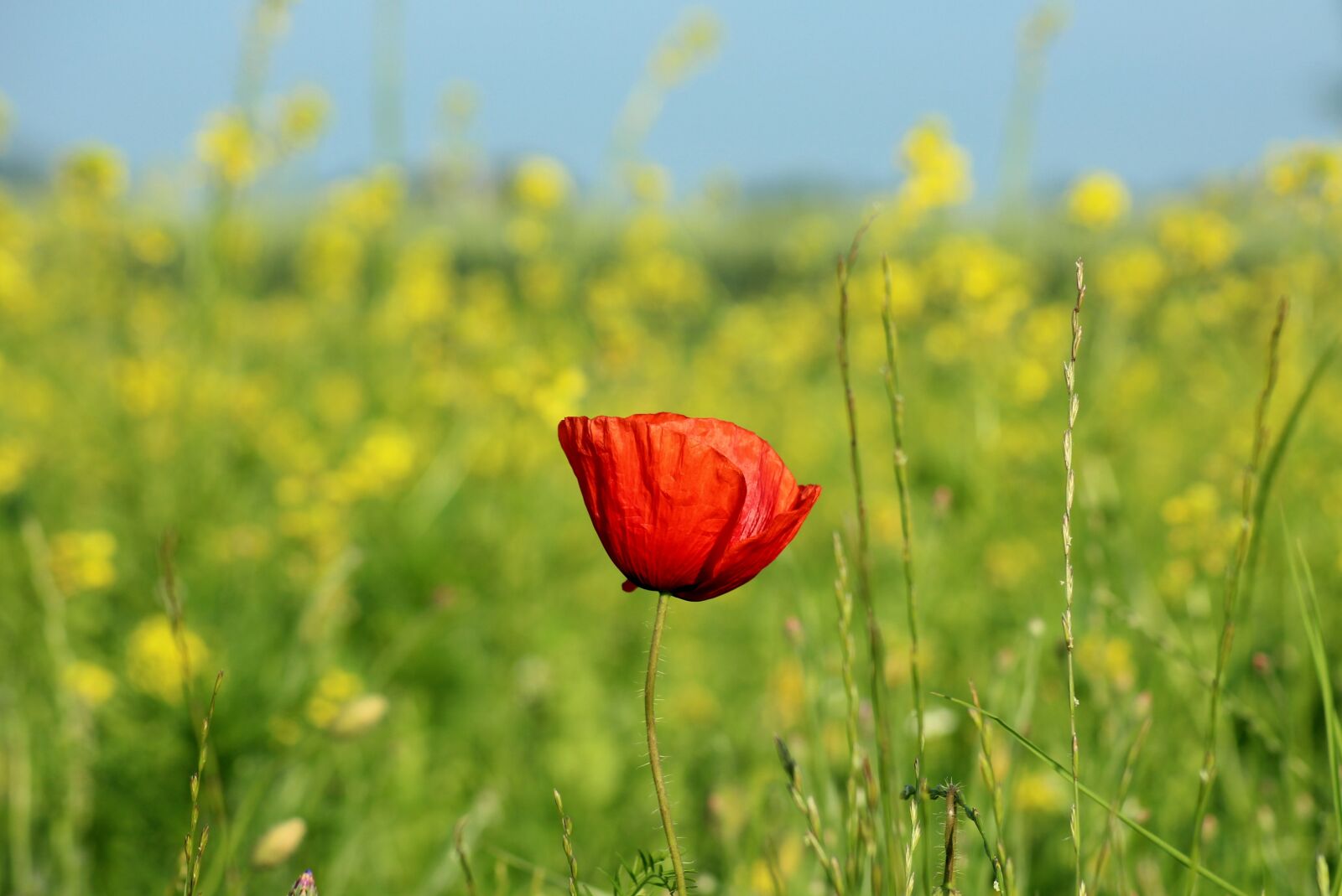 Canon EOS 1200D (EOS Rebel T5 / EOS Kiss X70 / EOS Hi) sample photo. Poppy, flower field, rapeseed photography