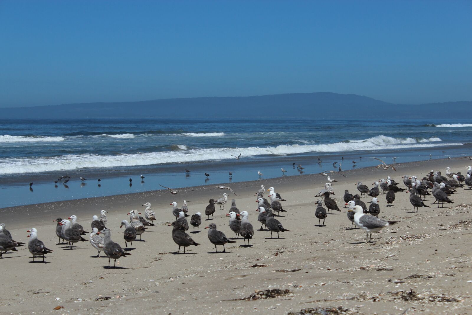 Canon EOS 600D (Rebel EOS T3i / EOS Kiss X5) sample photo. Seagull, ocean, beach photography