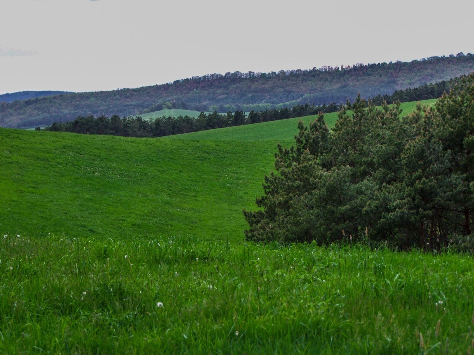 Fujifilm FinePix S100fs sample photo. Green, forest, glade photography