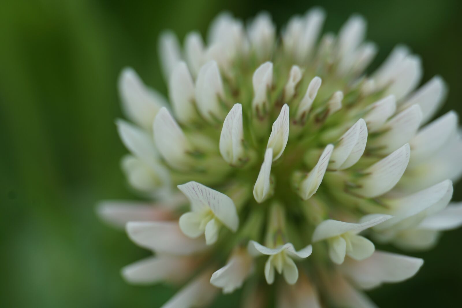 Sony a6000 sample photo. Four leaf clover, flower photography