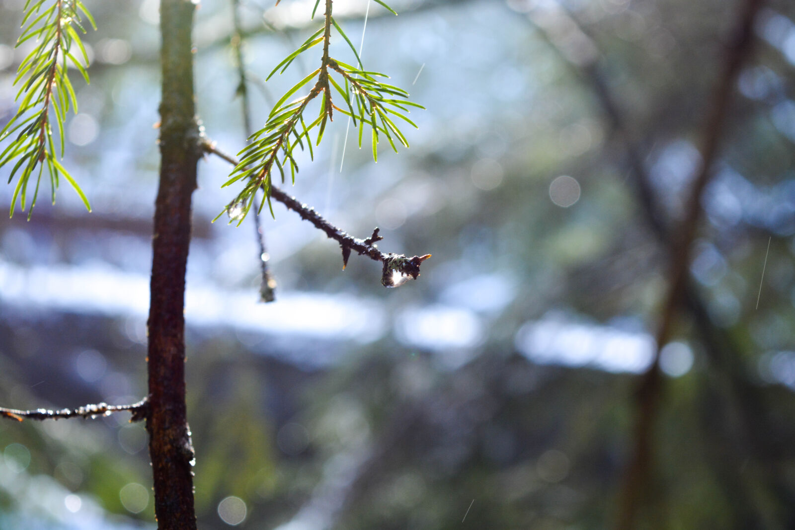 Nikon D5200 sample photo