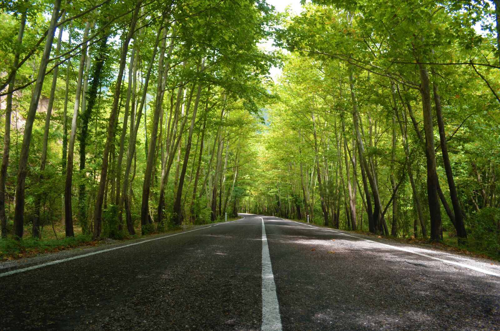 Nikon D5100 sample photo. Road, forest, landscape photography