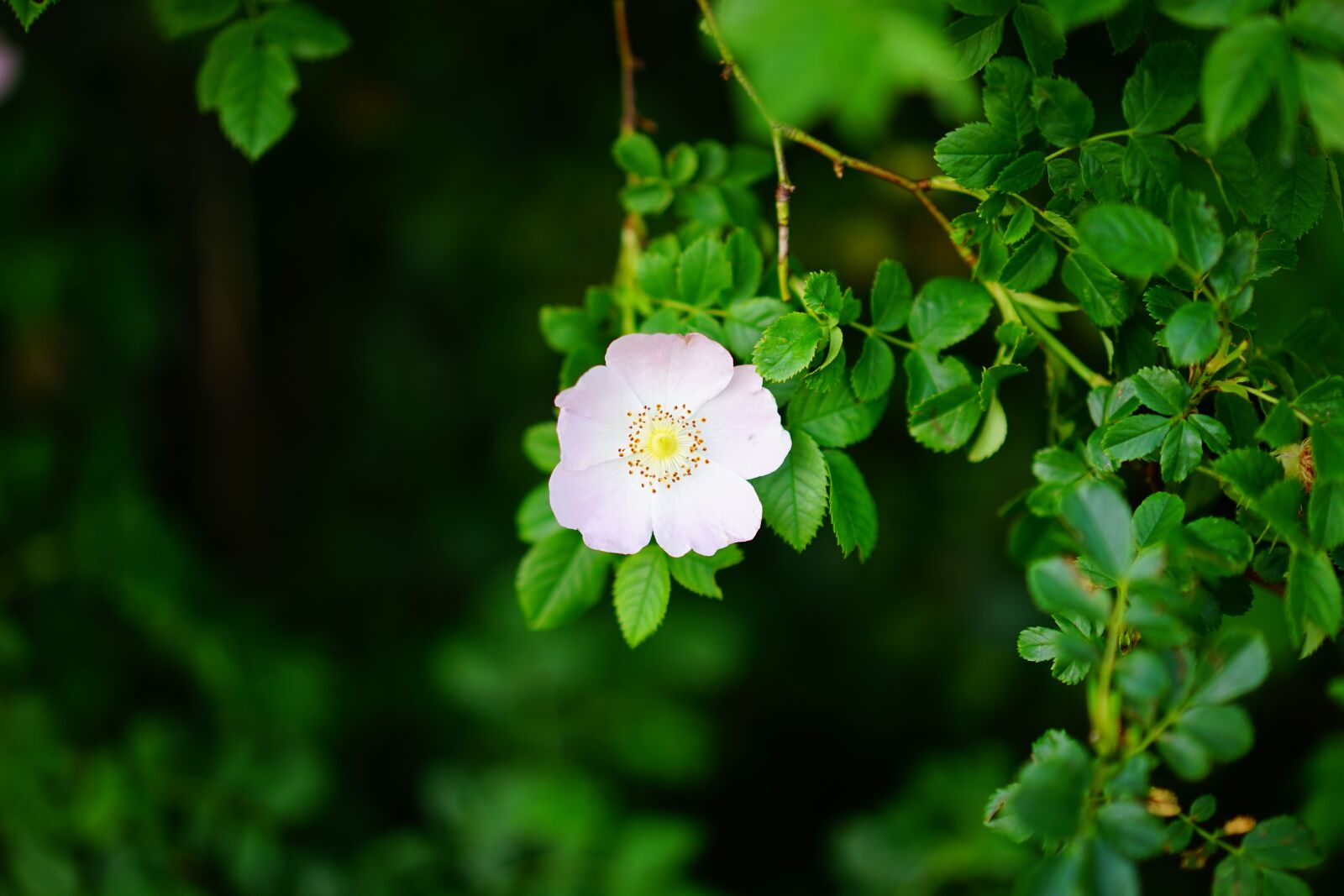 Sony a7 sample photo. Dog rose, rose bloom photography