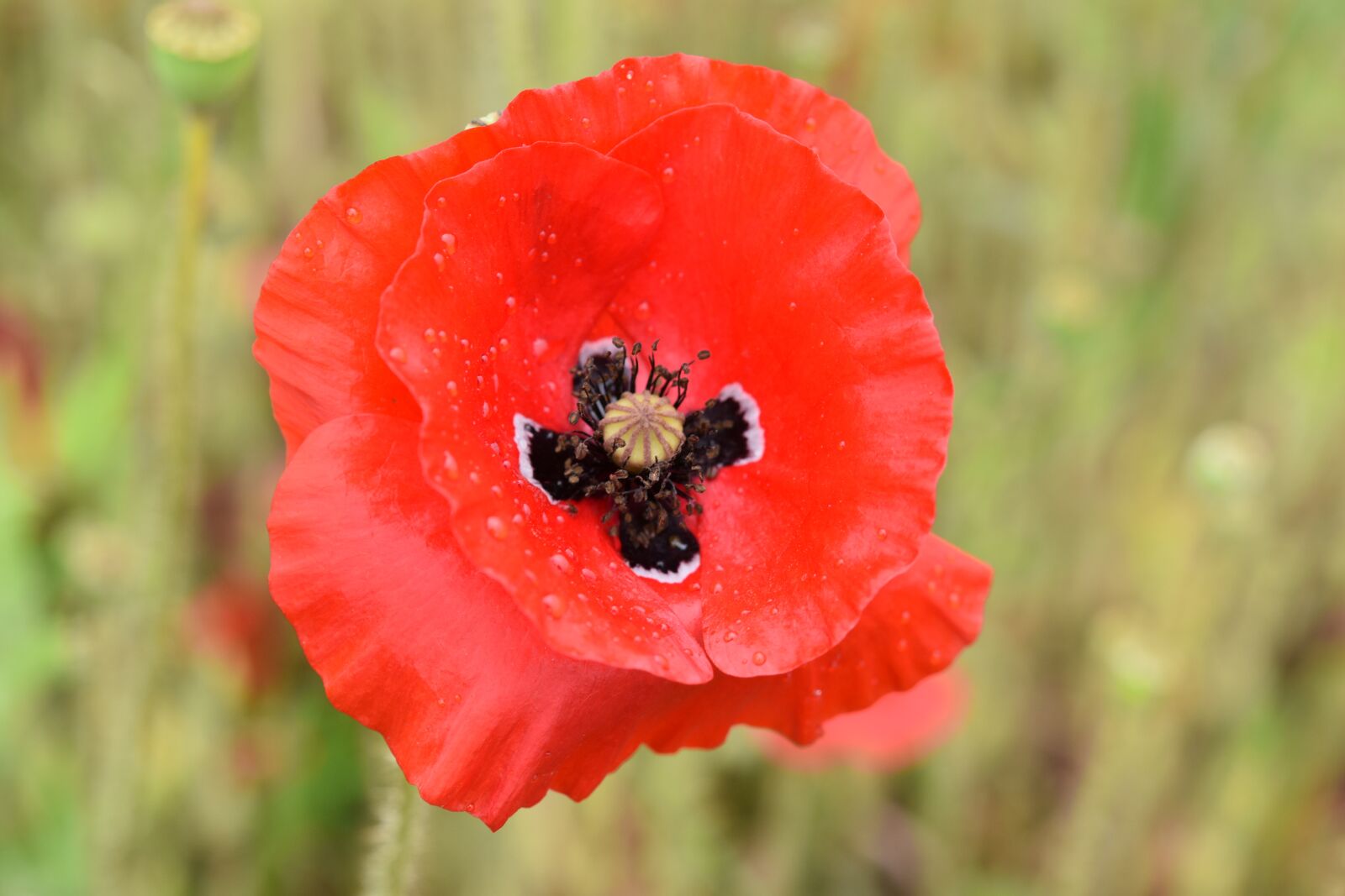 Nikon D5600 sample photo. Flower, poppies, pink flower photography