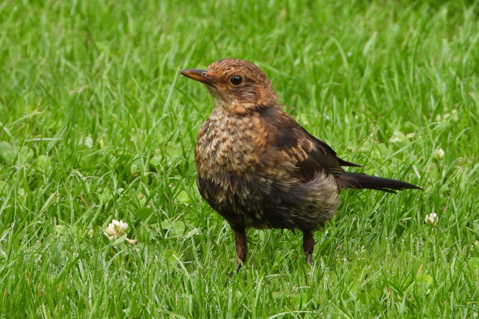 Nikon Coolpix P1000 sample photo. Blackbird, female, bird photography
