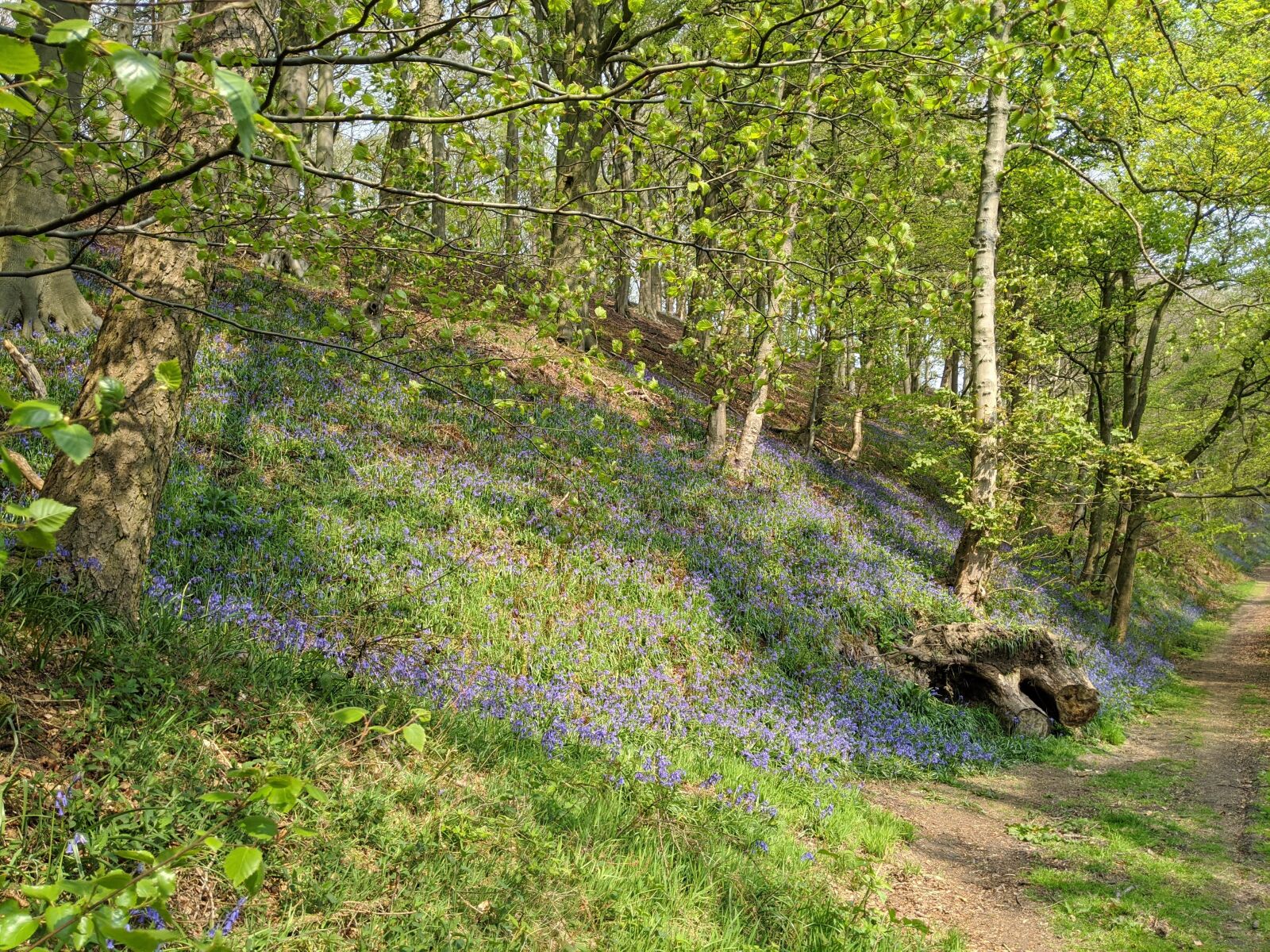 Google Pixel 3 sample photo. Trees, bluebells, plant photography