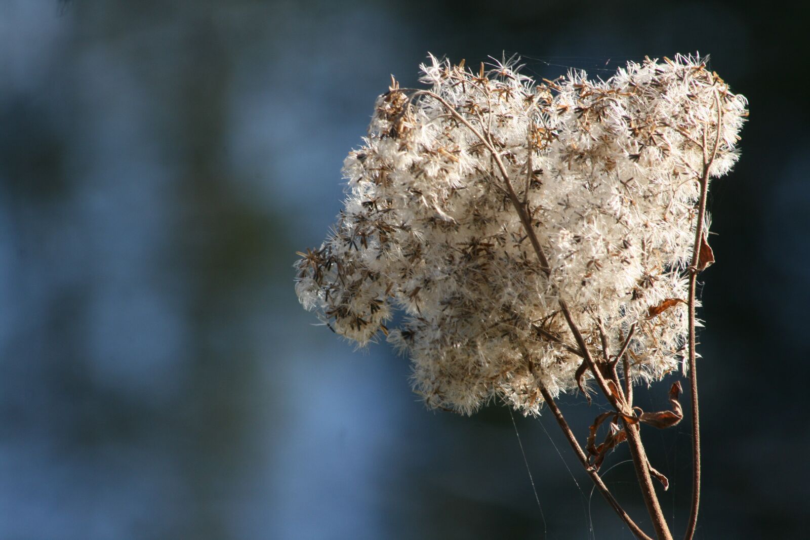 Canon EOS 400D (EOS Digital Rebel XTi / EOS Kiss Digital X) sample photo. Autumn, trockenblume, faded photography