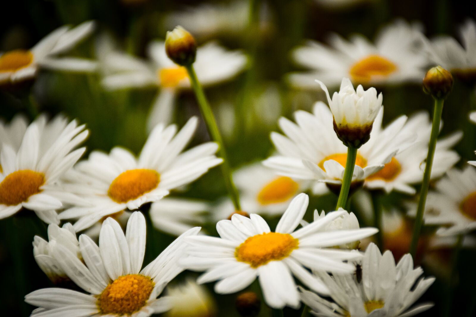 Nikon D5600 sample photo. Shastadaisy, flowers, nature photography
