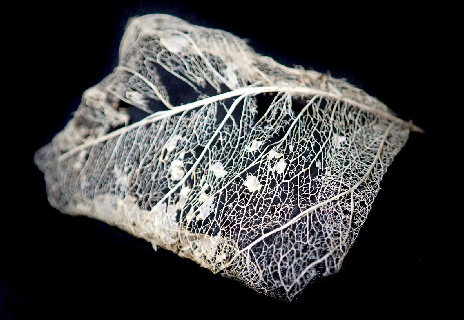 Olympus TG-5 sample photo. Leaf, gum tree, veins photography