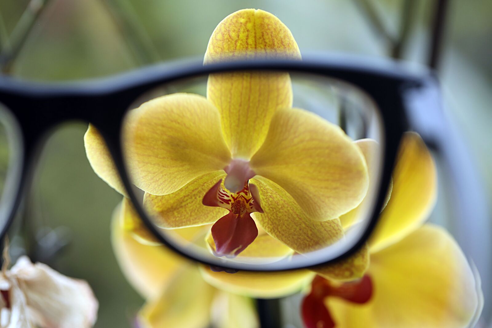 Canon EOS R sample photo. Glasses, flower, orchid photography